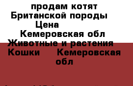 продам котят Британской породы  › Цена ­ 1 500 - Кемеровская обл. Животные и растения » Кошки   . Кемеровская обл.